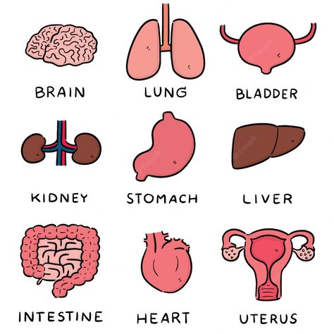 Science Anatomy, Anatomy Organs, Heart Organ, Body Part Drawing, Cartoon Body, Human Organ, Science Illustration, Paper Background Design, Parts Of The Body