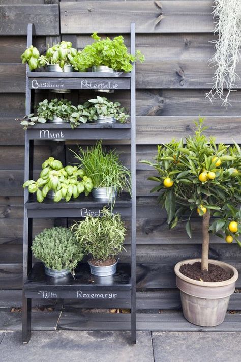 Verticle Herb Garden, Country Yard, Balcony Herb Gardens, Vertical Herb Gardens, Small Herb Gardens, Vertical Garden Design, Herb Garden Design, Vertical Herb Garden, Vertical Garden Diy