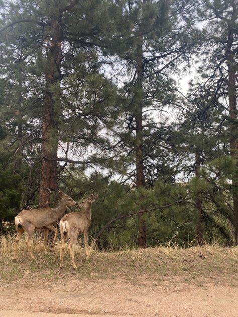 Scenery Widget, Boulder Colorado Aesthetic, Granola Wallpaper, Granola Girl Aesthetic Wallpaper, Colorado Springs Hikes, Patagonia Summer, Summer Granola, Colorado Aesthetic, Campus Aesthetic