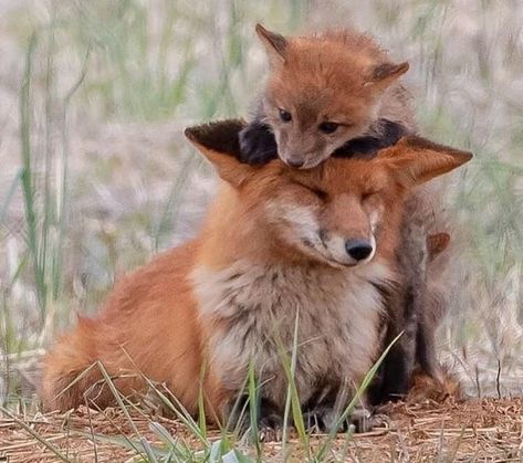 Fancy And Fuzzy Fox Fix (Appreciations Pics) - I Can Has Cheezburger? Fox Sculpture, Cute Foxes, Fox Images, Fox Animal, Fox Pictures, Foxes Photography, Pet Fox, Pretty Animals, Wild Dogs