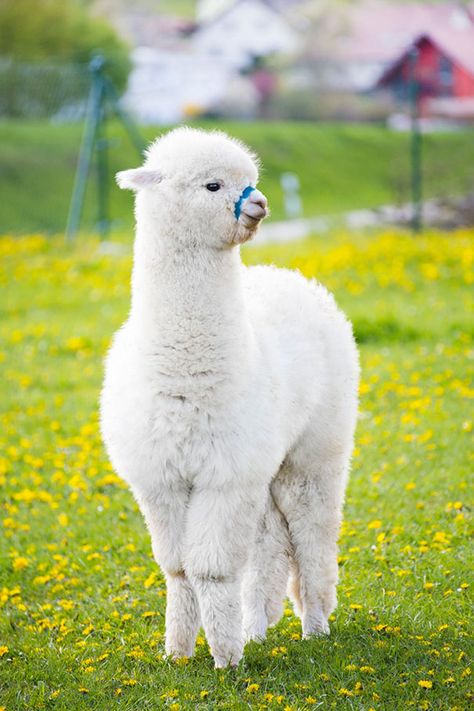 Is It A Cloud Or An Alpaca Lama Animal, Alpaca Pictures, Alpaca Funny, Llama Pictures, Cute Alpaca, Fluffy Cows, Cute Llama, Baby Animals Funny, Cute Cows