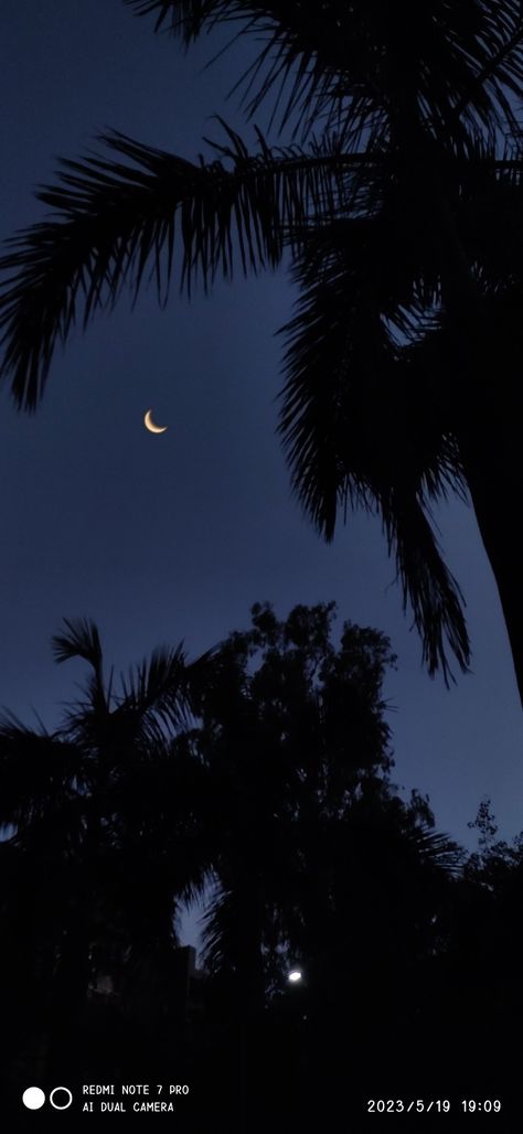 Night Scenery Aesthetic, Night Tree Aesthetic, Scenery Aesthetic, Tree Aesthetic, Picture Nature, Tree Tree, Night Scenery, Aesthetic Picture, Nature Tree