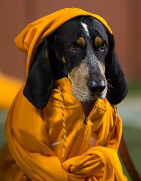 Tennessee Mascot, University Of Tn, Tn Football, Blue Tick, Tennessee Volunteers Football, Tn Vols, Bluetick Coonhound, Go Vols, Tennessee Football