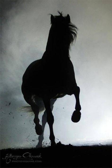 Horses Photos, Black Horses, All About Horses, All The Pretty Horses, Clydesdale, Equine Photography, Black Horse, Horse Photos, Pretty Horses