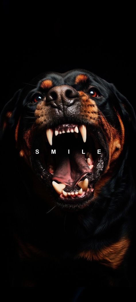 rottweiler, dog, portrait, eye, teeth, animal, vicious, cute, danger, canine, tongue, Halloween, furious, studio, pet Scary Dog Wallpaper, Cool Wallpapers For Men, Rottweiler Art, Dog Wallpaper Iphone, Colorful Art Paintings, Savage Wallpapers, Iphone Wallpaper Texture, Space Art Gallery, Africa Art Design