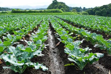 Broccoli Garden, Akbash Dog, The Best Broccoli, Broccoli Plant, Growing Broccoli, Best Broccoli, Seed Planting, Watermelon Plant, Cabbage Worms