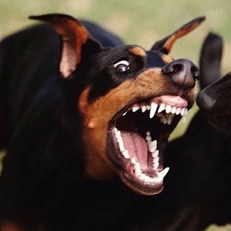 Stan (@stan.hunen) • Instagram-foto's en -video's Angry Doberman Wallpaper, Without Warning Album Cover, Dog Design Art, Angry Dog, Without Warning, Scary Dogs, Animal Teeth, Scary Animals, Canine Art