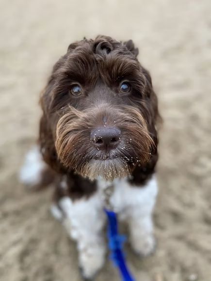 brown and white long coated small dog photo – Free Usa Image on Unsplash Family Friendly Dogs, Designer Dogs Breeds, Dog Conditioner, Dog Grooming Tips, Tea Cup Poodle, Grooming Tips, Purebred Dogs, Poodle Mix, Dog Photo