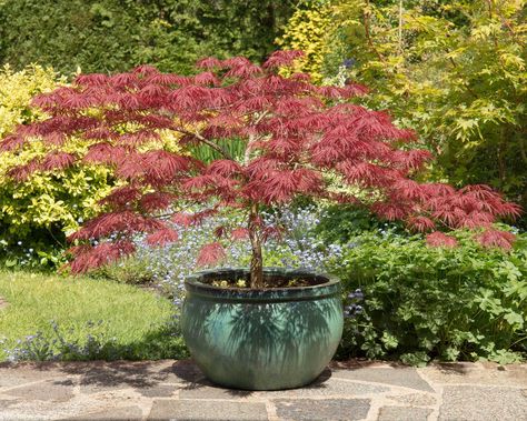 10 best trees to grow in pots — for patios and porches | Real Homes Tall Trees In Pots, Japanese Maple Tree In Container Pots, Small Trees In Pots Patio, Maple Tree In Pot, Outdoor Potted Trees Patio, Large Potted Trees Outdoor, Small Tree In Pot, Trees For Pots Outdoors, Trees In Containers Outdoors