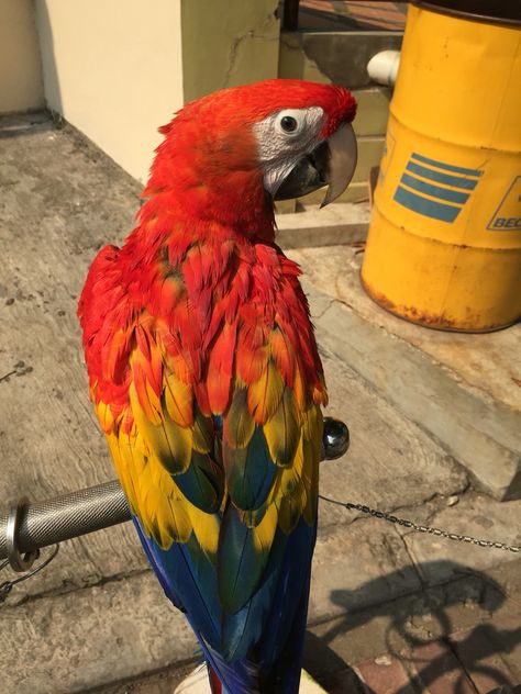 Scarlet Macaw Aesthetic, Macaw Aesthetic, Scarlett Macaw, Scarlet Macaw, Malinois Dog, Kingdom Animalia, Parrot Cage, Macaw Parrot, Cute Little Animals