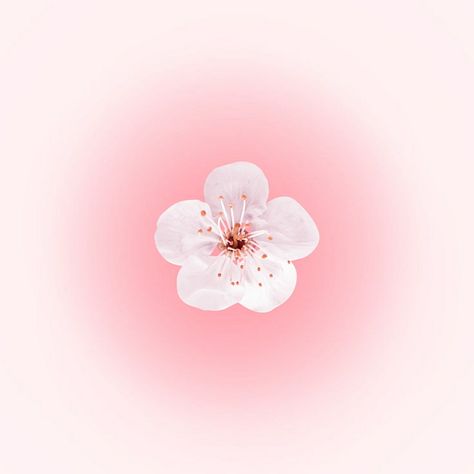 Pastel Pink Phone Theme, Pink Widgets For Ipad, Coquette Apple Watch Wallpaper, Cute Apple Watch Wallpaper Pink, Wallpaper Backgrounds Apple Watch, Pink Flowers Widget, Phone Widgets Aesthetic Ideas, Apple Watch Wallpaper Aesthetic Pink, Ipad Flower Wallpaper