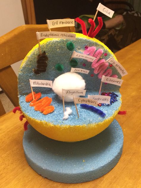 3D Human Cell Project 3d Plant Cell Project Ideas, Human Cell Project Ideas, 3d Cell Project Animal, Cell Project Ideas Models, Making A Cell Model, 3d Plant And Animal Cell Project, 3d Animal Cell Project 7th Grade, Cell Project Ideas, 3d Animal Cell Project