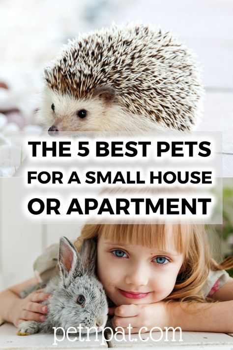 The 5 Best Pets For A Small Rental Apartment Or House #pets #animals #rabbits #cats #dogs #hamsters #fish Animal Room Ideas Pets Small Animals, Best Pets For Apartments, Exotic Pets Aesthetic, Easy Pets To Take Care Of, Small Pets For Apartments, Small Pets To Own, Pets For Apartments, Good Pets For Kids, Small Animals Pets