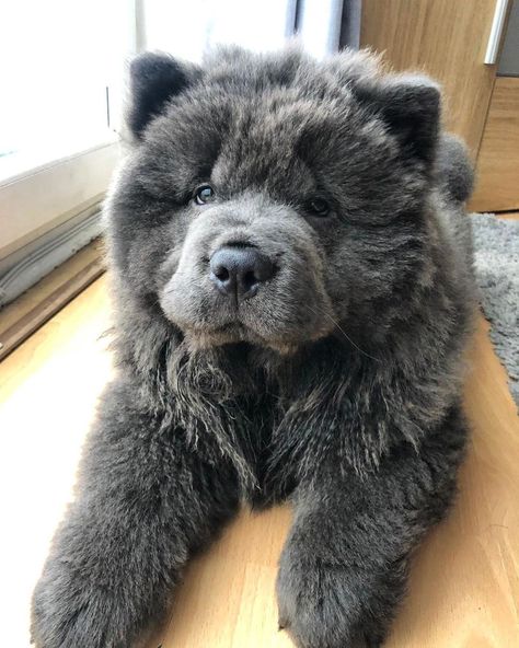 Chow Chow Aesthetic, Dog Tattooes, Chow Chow Dog Puppy, Perros Chow Chow, Chow Dog Breed, Black Chow Chow, Dog Aesthetics, Chow Puppies, Tattoos Dog