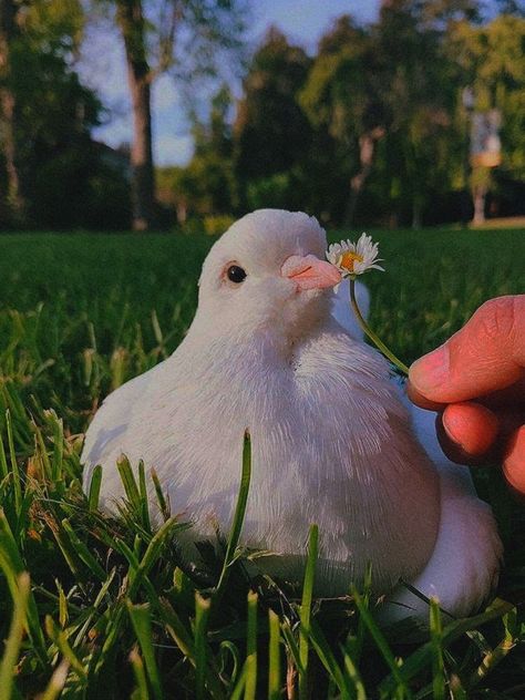 Pigeon Aesthetic, Black Pigeon, Cute Pigeon, White Pigeon, Dove Pigeon, Dove Pictures, Dove Bird, Aesthetic White, Love Birds