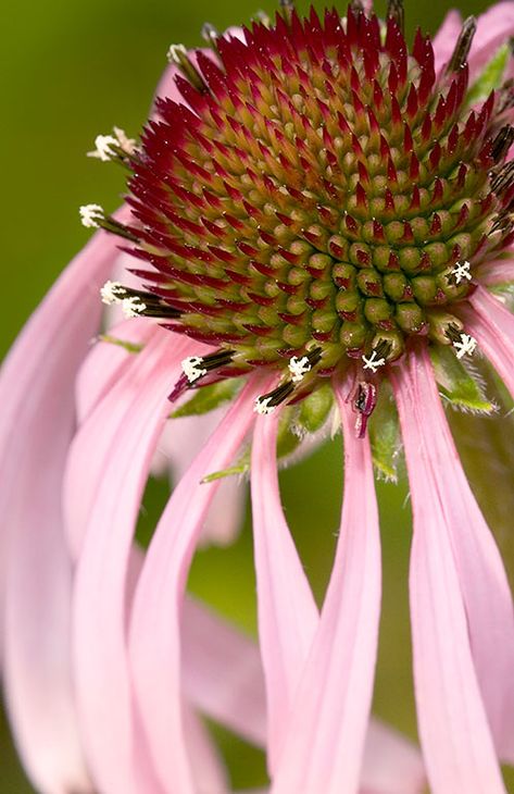 Pale Purple Coneflower, Echinacea Pallida, Ontario Flowers, Purple Coneflowers, Purple Coneflower, Southern Ontario, Floral Decorations, Pale Purple, In Full Bloom