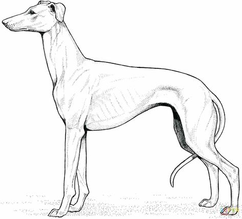 Golden Retriever Coloring Page Golden Retriever Drawing At Getdrawings Free For Personal Use Golden Retriever Colors, Greyhound Tattoo, Golden Retriever Drawing, Dog Coat Pattern, Puppy Coloring Pages, Greyhound Art, Whippet Dog, Dog Coloring Page, Grey Hound Dog