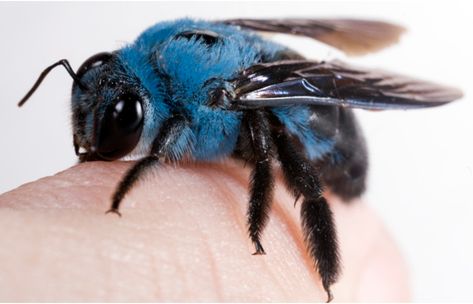 This bee is blue. Blue Carpenter Bee, Cool Insects, Carpenter Bee, I Love Bees, Bees And Wasps, Cool Bugs, Yellow Jackets, Beautiful Bugs, Creepy Crawlies