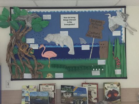 Florida Everglades Bulletin Board Alligator Bulletin Board Ideas, Florida Crafts, Abc Countdown, Class 2023, International Children's Day, Florida Everglades, After School Care, Everglades Florida, Bulletin Board Ideas