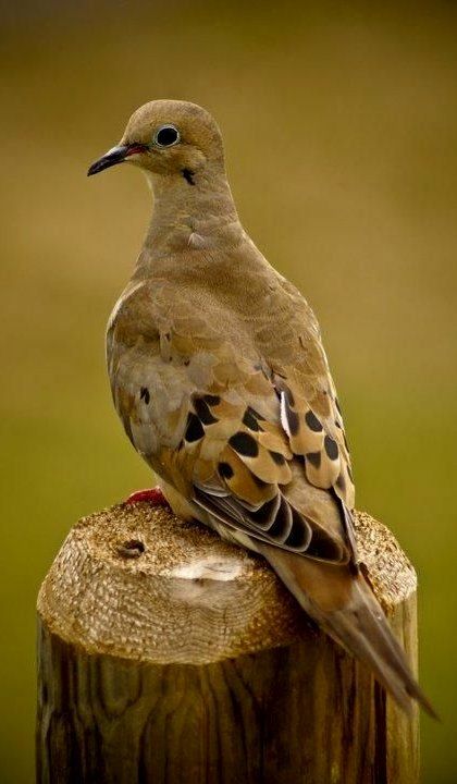 Tourterelle triste - Mourning Dove - Zenaida Huilota - Tortora piangente americana - Carolinataube ( Zenaida macroura ) Dove Picture, Pigeon Drawing, Dove Hunting, Dove Pictures, Bird Sitting, Birds Photography, Photography Contest, Kinds Of Birds, Backyard Birds