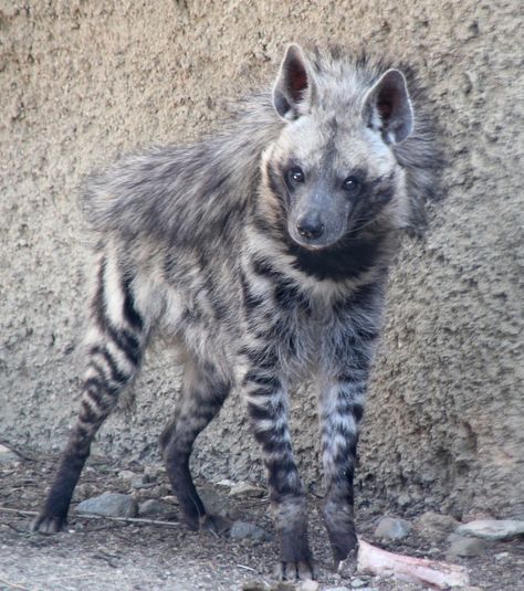 Striped Hyena, Big Puppy, Creature Ideas, Animal Studies, Gorgeous Animals, Animal Inspiration, Moodboard Inspo, Animal Reference, Interesting Animals