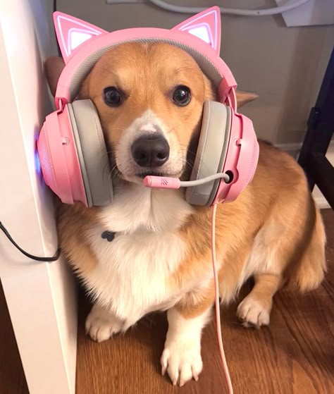 Dog With Headphones Aesthetic, Gamer Cat Pfp, Cute Gamer Aesthetic, Gamer Headset Aesthetic, Gamergirl Pfp, Dog With Headphones, Girl Gamer Aesthetic, Pink Gamer Aesthetic, Gamer Girl Meme