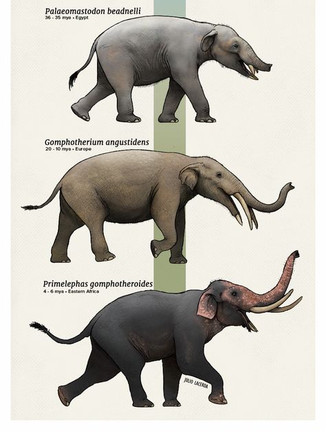 Evolution Series: A Parade of ElephantsElephants are part of a very ancient lineage of mammals, Their small, semi-aquatic ancestors evolved an effective fifth limb and gave rise to some of the biggest... Animal Evolution, Evolution Theory, Prehistoric Animals Dinosaurs, Prehistoric Wildlife, Theory Of Evolution, Prehistoric World, Ancient Animals, Paleo Art, Extinct Animals