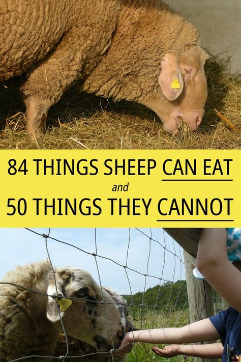 Sheep Enclosure, Sheep Treats Homemade, East Friesian Sheep, Sheep Keeping, Sheep Farming Ideas, Sheep Farming, Sheep Barn, Sheep Shelter, Katahdin Sheep