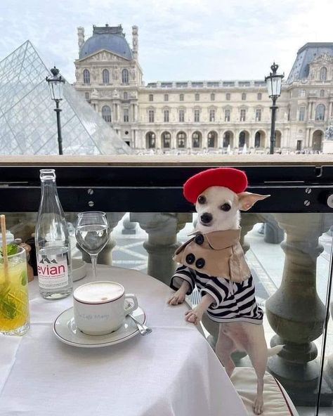 Roy Drones Jr (@chiweethedog) on X Croissant Chocolate, Breakfast Croissant, Tiny Titans, Pound Puppies, Louvre Museum, Five Star Hotel, Luxury Dog, Italian Greyhound, Dog Travel