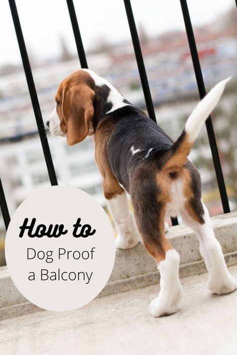 dog next to balcony railing Balcony Dog Ideas, Balcony Ideas Apartment Dog Friendly, Balcony Pet Safety, Dog Safe Balcony, Pet Proof Balcony, Dog Proof Deck Railing, Apartment Patio For Dogs, Apartment Balcony For Dogs, Balcony Ideas For Dogs