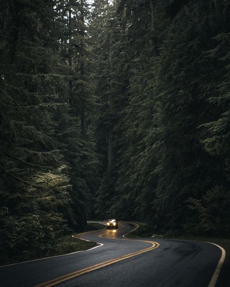 Forest Photography Dark Naturalism, Dark Forest Aesthetic, Image Nature, Forest Road, Tall Trees, Forest Photography, Sam Winchester, Beautiful Places In The World, Pine Trees