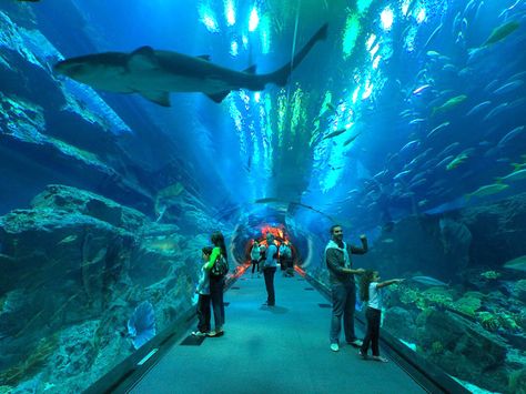 Dubai Underwater Aquarium - 10 million litre tank with largest collection of tiger sand sharks in the world!!! I want to dive there! Best Family Vacation Spots, Dubai Aquarium, Public Aquarium, Dubai Holidays, Georgia Aquarium, Family Vacation Spots, Best Family Vacations, Dubai Travel, Dubai Mall