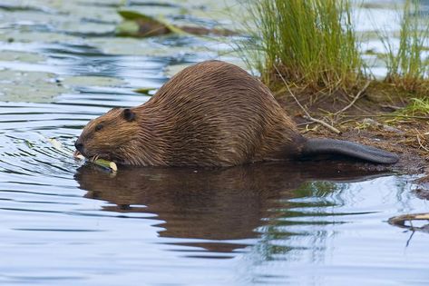 Being the second largest rodent in the world, next to the capybara, beavers are a model for the industrious at heart. They are constantly gnawing on trunks and branches not only to make a den but to wear down their ever growing teeth. Read on to learn more about beavers and, as always, don’t forget to comment below. Leave It To Beaver, Cute Creatures, Yellowstone National, Yellowstone National Park, Animal Photo, Sea Animals, Animal Illustration, Animal Paintings, Reptiles