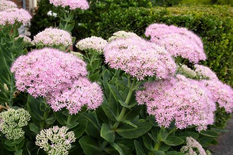 15 Best Foundation Plants For The Front Of Your House Foundation Plants, Fall Perennials, Flowers To Plant, Best Perennials, Best Flowers, Sun Perennials, Small Shrubs, Sun Garden, Foundation Planting