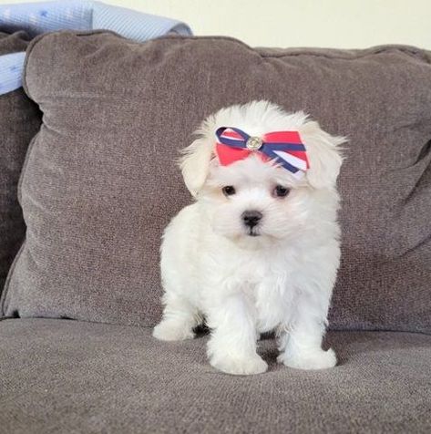 Teacup Maltese Puppies for sale in texas Cute Tea Cup Puppies, Yea Cup Puppy, Puppy Shots, Teacup Maltese Puppies, Maltese Teacup, Cute Puppies For Sale, Maltese Puppies For Sale, Cute Fluffy Puppies, Tea Cup Maltese