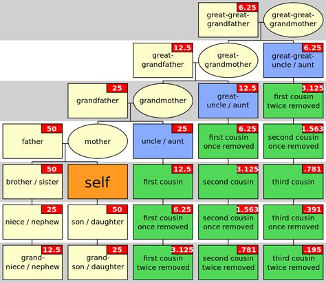 Family tree showing the relationship of each person to the orange person, including cousins and gene share. Relationship Chart, Family Tree Research, Genealogy Help, Genealogy Chart, Dna Genealogy, Family Tree Genealogy, Genealogy Resources, Ancestry Dna, Family Research