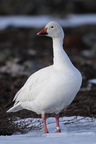 Banded snow goose on the snow | Last shot for quite awhile. … | Flickr White Goose, Duck Boots Outfit Fall, Goose Photo, White Bird In A Blizzard, Lake Animals, Snow Geese Photography, Waterfowl Taxidermy, White Geese Photography, Duck Species