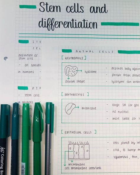 Stem Cell Notes, Stem Cells Notes, Aesthetic Notetaking, Cell Definition, Planner School, Cord Blood Banking, Animal Cell, Notes Planner, Notes Inspiration