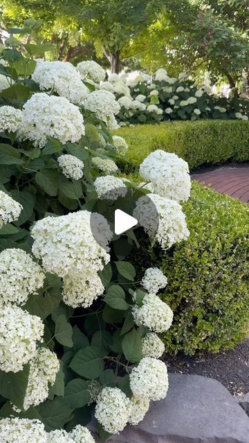 Hydrangea Hedge, Incrediball Hydrangea, Garden Answer, Limelight Hydrangea, Boxwood Hedge, Early Evening, Evening Sun, Diy Landscaping, Garden Borders