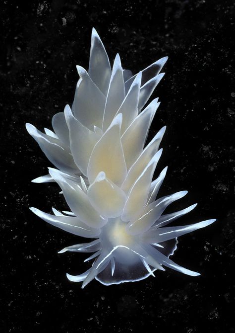 Alabaster Nudibranch Deep Sea Creatures, Sea Snail, Sea Slug, Beautiful Sea Creatures, Sea Dragon, Clown Fish, Ocean Creatures, Marine Animals, Underwater Photography