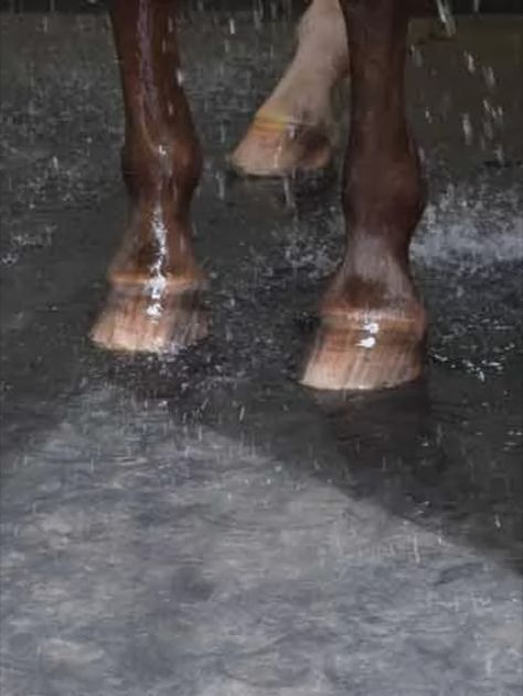 Using a rubber grooming mat is a great way to add traction and solid footing in a space used to wash and groom horses. Stall mats are a wonderful addition to equine wash bays, as they help keep the horse and groomer safe from slips and falls. They also help to keep the wash bay space clean, mud-free, and mold-free - making it much more appealing when your horse’s tail is swishing and swaying around. Horse Wash Bay Ideas, Rubber Pavers, Stall Flooring, Washing Station, Horse Stall, Horse Washing, Rubber Tiles, Horse Stalls, Horse Stables