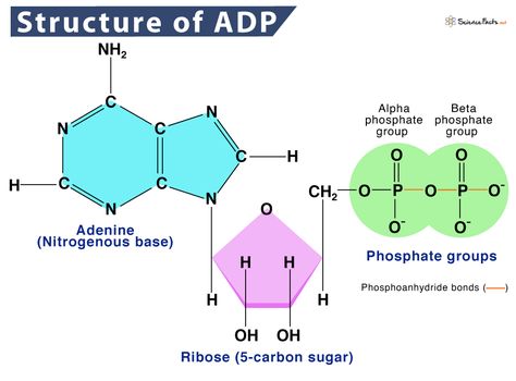 Adenosine Diphosphate - Definition, Structure, Function Nitrogenous Base, Adenosine Triphosphate, Chemical Energy, Cellular Respiration, Energy Transfer, Structure And Function, Protein Synthesis, Light Energy, Energy Flow