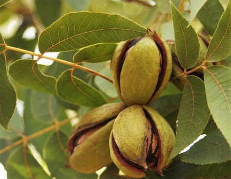 Pecan Tree, Northern Florida, Cape Fear, Pecan Nuts, Root System, Shade Trees, Harvest Time, Plant Roots, Aesthetic Beauty