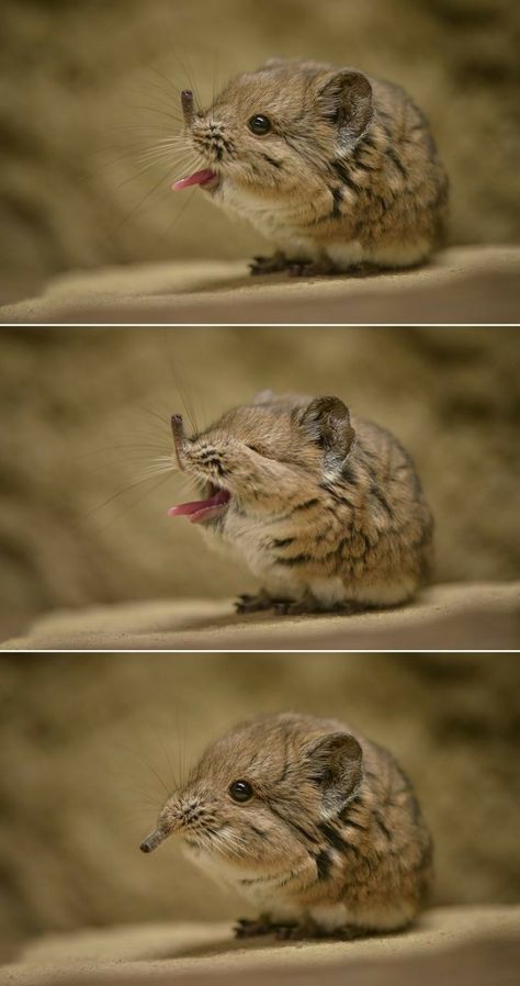 Elephant Shrew Elephant Shrew, 웃긴 사진, Wild Nature, Cute Animal Photos, Cute Creatures, Sweet Animals, Zoo Animals, Animal Photo, Cute Little Animals