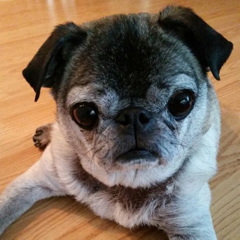 Sweet Caspar, our rescued 9 year old pug. Pet Reference, Frank And Beans, Black Pugs, Old Pug, Cute Pug Puppies, Fawn Pug, Pug Mug, Pugs And Kisses, Pug Pictures