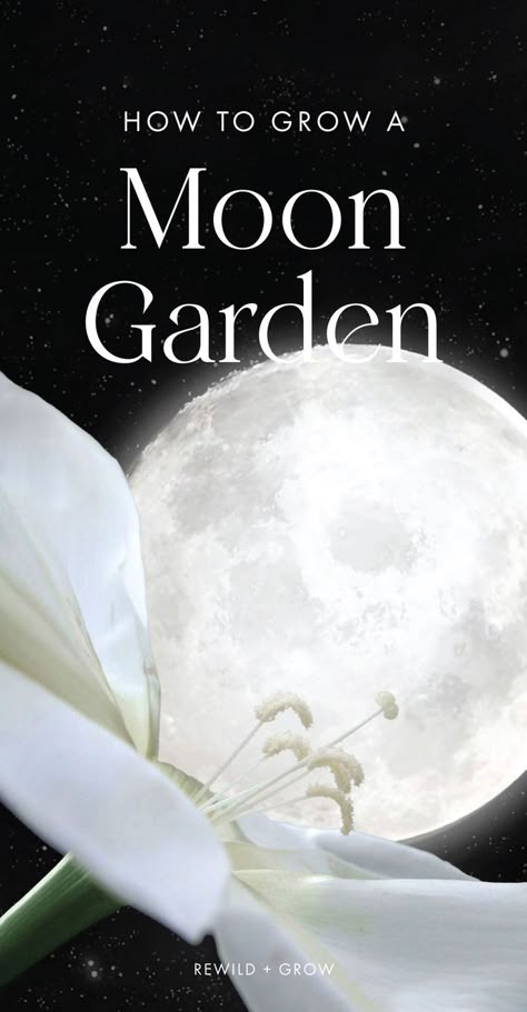 A moon garden is a medley of plants that emit a sweet aroma, attract nocturnal pollinators (like bats and moths), and illuminate under the night sky. Moon gardens are created for their healing and relaxing nighttime sensory experience. Witchy Garden, Night Blooming Flowers, Night Sky Moon, Goth Garden, Container Ideas, Witch Garden, Sky Moon, Moon Garden, Night Garden