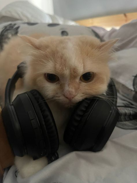 Cat Wearing Headphones, Cat With Headphones, Cat Headphones, Jelly Cat, Wearing Headphones, Orange Cat, Jelly, Headphones, Orange