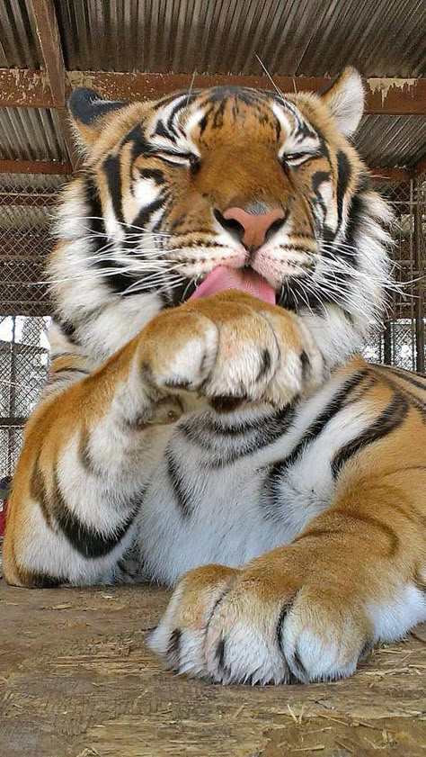 Tiger Aesthetic, Wylie Texas, Tiger Girl, Wildlife Rescue, Orange Tiger, Tiger Pictures, Wild Animals Pictures, Cute Tiger, Tropical Animals