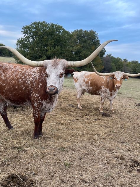 #cow #texas #country Texas Ranch Aesthetic, Texas Country Aesthetic, Fluffy Longhorn Cow, Ranch Cows, Cash Jessica Peterson, Texas Cattle Ranch, Texas Longhorn Aesthetic, Texas Longhorn Cow, Longhorn Cattle