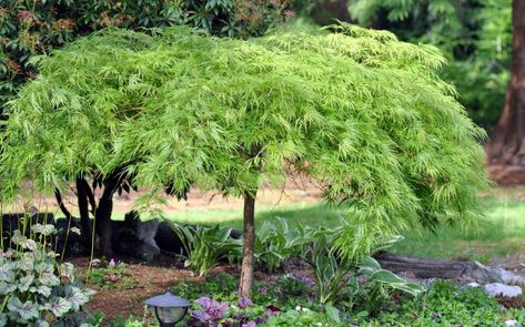 Japanese Maple Tree Landscape, Green Japanese Maple, Maple Tree Landscape, Modern Japanese Garden, Zone 8b, Landscaping Inspiration, Tree Garden, Back Garden Design, Gladioli